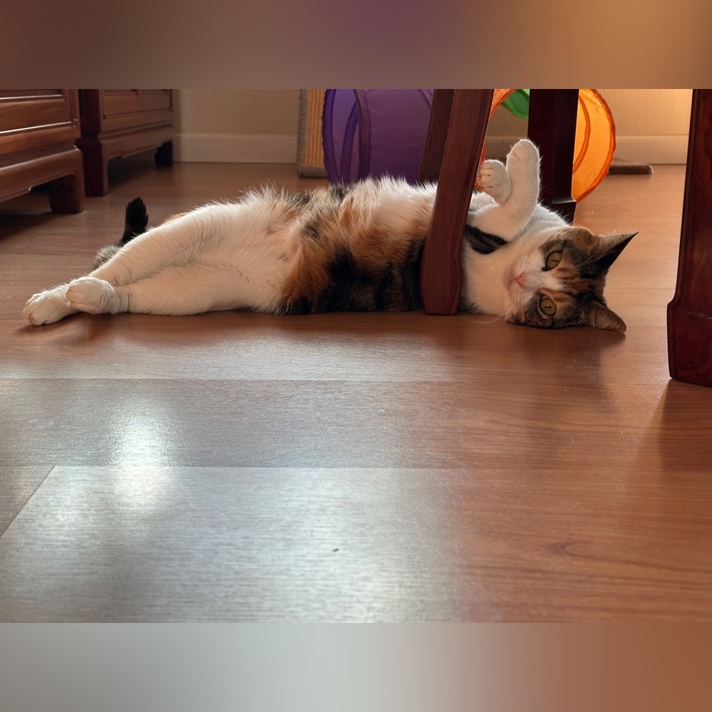 Meet Leimomi23